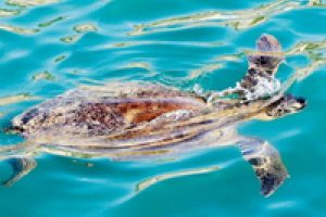 İzmir'de caretta caretta alarmı
