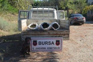 Bursa'da esrar operasyonu