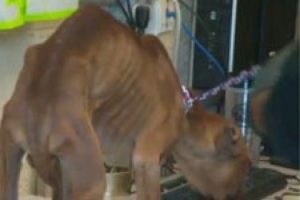 Detroit'te 10 binlerce k&ouml;pek sokağa atıldı