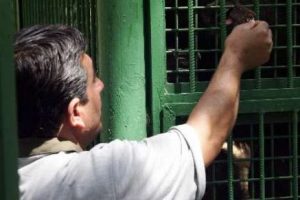Hayvanlar ilgin&ccedil; metotlarla serinletiliyor