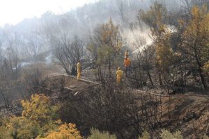 Bursa'da korkutan orman yangını