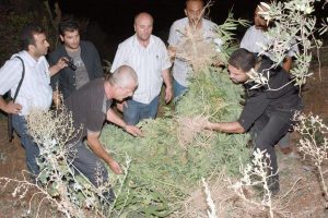 Uyuşturucu tarlalarına gece baskını