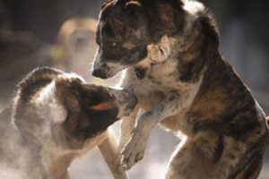 Vahşet! Sokak k&ouml;pekleri &ccedil;ocuğu &ouml;ld&uuml;rd&uuml;