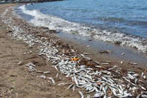 Tonlarca &ouml;l&uuml; balık denize d&ouml;k&uuml;ld&uuml;