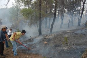 Bursa'da korkutan orman yangını