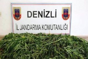 Jandarmadan esrar operasyonu