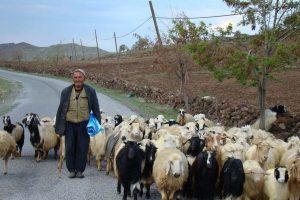 Bursalı besicilere kuduz uyarısı