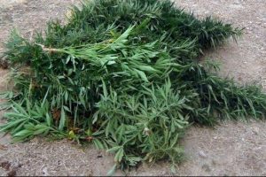 Bursa'da uyuşturucuyu narkotik k&ouml;pekleri buldu