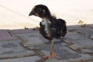 Tek ayaklı civciv doğdu