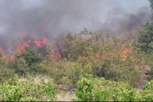 Tarlasındaki otları yakmak isterken ormanı yaktı
