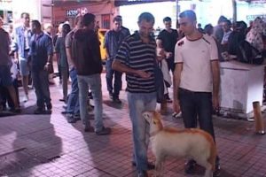 "Kınalı" kuzusuyla Taksim turu yaptı
