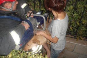 K&ouml;pek, kedi kovalarken...