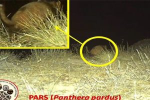 Pars ilk kez doğal ortamında g&ouml;r&uuml;nt&uuml;lendi