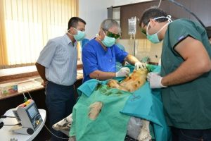 Kanserli k&ouml;peğe lazer tedavisi
