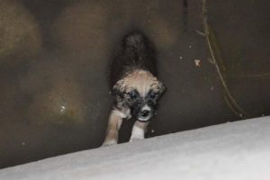 Sulama g&ouml;letine d&uuml;şen yavru k&ouml;peği k&ouml;yl&uuml;ler kurtardı