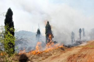 &Uuml;niversite ormanında ikinci yangın