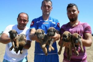 Yavru k&ouml;pekleri turistler kurtardı