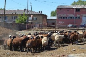Satıcılardan "kurban" m&uuml;jdesi