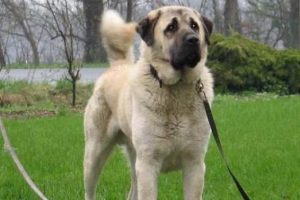 Arabasını sattı kangal aldı