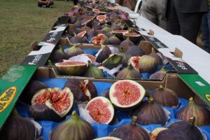 Bursa'da krali&ccedil;e inciri i&ccedil;in festival d&uuml;zenlendi