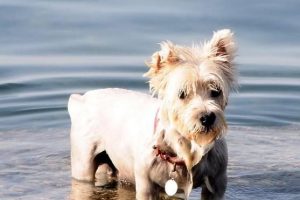K&ouml;peğini denize soktun cezasına tepki
