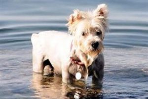 Y&uuml;zen k&ouml;peğe ceza