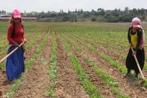 Onlar tarlada yaşıtları okulda