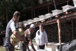 Artvin'de arılar tulumla sakinleşiyor