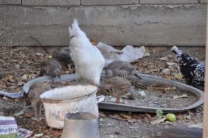 Kendi yavruları değil ama onlara annelik yapıyor