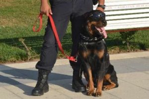 G&ouml;zl&uuml;kl&uuml; polis k&ouml;peği ilgi odağı oldu