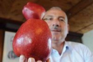 Dev elma g&ouml;renleri şaşırtıyor