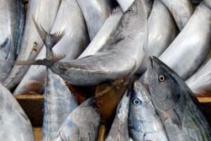 Balık fiyatları cep yakıyor!
