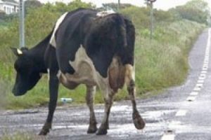 Polisten acımasız 'inek' infazı