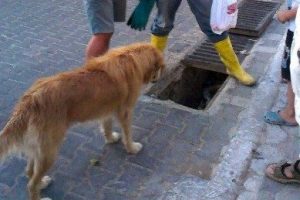 Anne k&ouml;pek dakikalarca yavrusunun kurtarılmasını bekledi