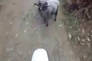 İnat&ccedil;ı ko&ccedil; ge&ccedil;it vermedi
