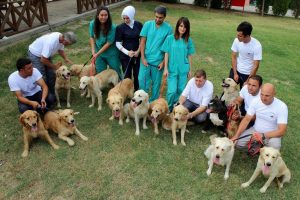 Cins k&ouml;pekler yeni sahiplerini bekliyor