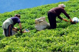 30 ton ka&ccedil;ak &ccedil;ay ele ge&ccedil;irildi