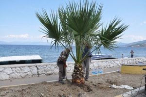 Mudanya'da orta ref&uuml;j&uuml;n palmiyeleri sahile dikiliyor