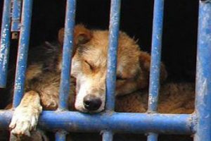 Romanya'da 65 bin k&ouml;pek katledilecek