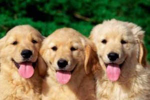 65 bin k&ouml;pek katledilecek