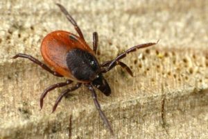 Marmaris'te "Lyme" alarmı