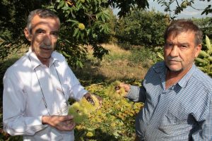 Bursa kestanesi kanseri yendi