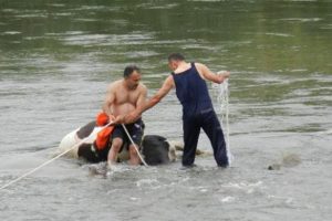 Nehre d&uuml;şen inek &ouml;ld&uuml;