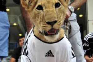 Aslana Beşiktaş forması giydirdiler!