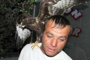 Bulduğu 'şahin'i tavuk zannetti