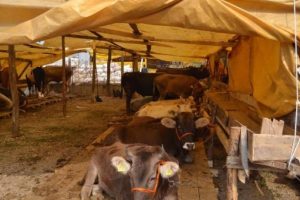 Bursa'da kurbanlık pazarlarında hareketlilik başladı