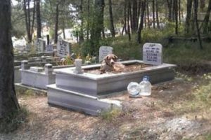 Bu k&ouml;pek &ouml;len sahibini bırakmadı