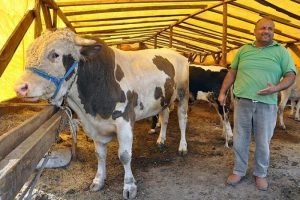 Otomobil fiyatına kurbanlık boğa