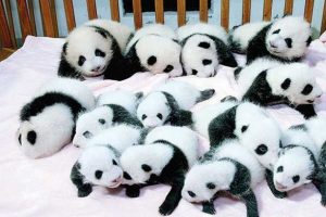 Aman da ne sevimli panda