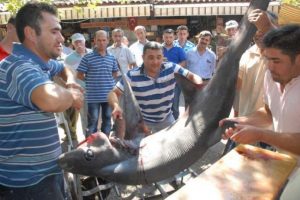 Muğla a&ccedil;ıklarında bakın ne yakalandı?